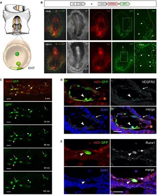 A Bird’s Eye View on the Origin of Aortic Hemogenic Endothelial Cells